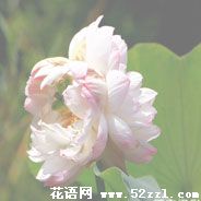 宁波江北并蒂莲的花语