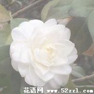 宁波江北白色茶梅的花语