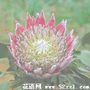 宁波江北帝王花（菩提花）的花语