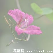 宁波江北紫金花的花语