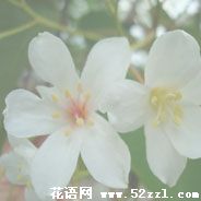 宁波江北油桐花的花语