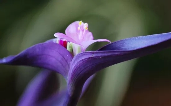 宁波江北兰花花语、玉兰花花语是什么？适合送什么人？