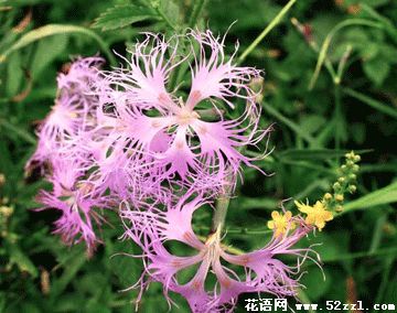 宁波江北瞿麦的花语