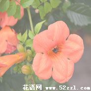 宁波江北凌霄花的花语