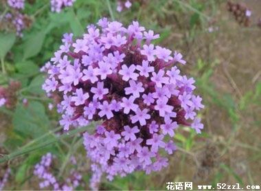 宁波江北百里香（麝香草）的花语