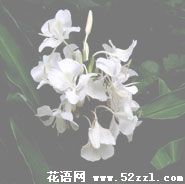 宁波江北姜花的花语