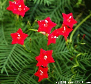 宁波江北五星花（茑萝花）的花语