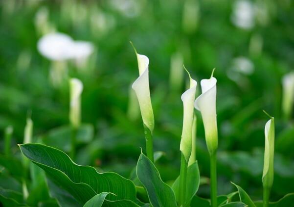 宁波江北海芋花的花语是什么