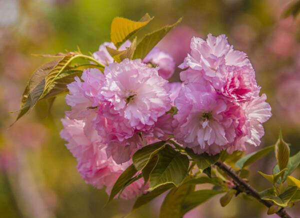 宁波江北重瓣樱花的花语