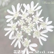 宁波江北蕾丝花的花语