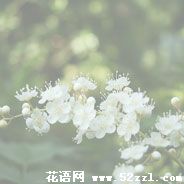 宁波江北珍珠梅的花语