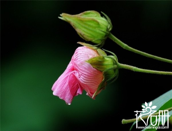 宁波江北芙蓉花花语是什么，贞操/纯洁/纤细之美