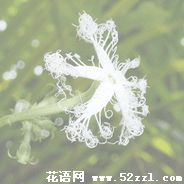 宁波江北变色瓜的花语