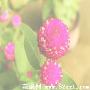 宁波江北千日红的花语