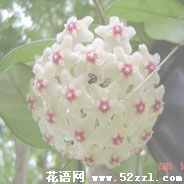 宁波江北球兰的花语