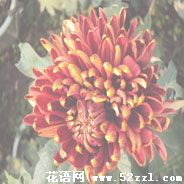 宁波江北菊花花语—各种菊花的花语大全