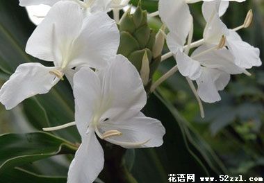 宁波江北野姜花的花语