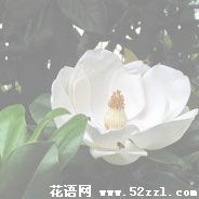 宁波江北广玉兰（荷花玉兰）的花语