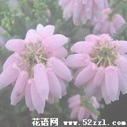 宁波江北欧石楠的花语