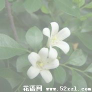 宁波江北九里香的花语