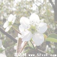 宁波江北梨花的花语