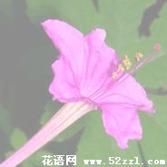 宁波江北胭脂花的花语