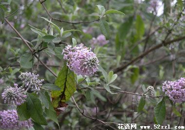 宁波江北密蒙花的花语