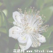 宁波江北香不桃的花语