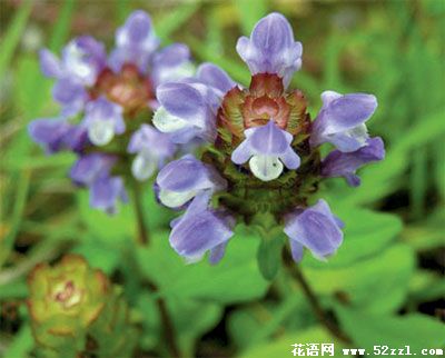 宁波江北夏枯草的花语