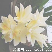 宁波江北香雪兰（小苍兰）的花语