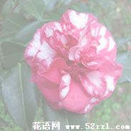 宁波江北红色茶梅的花语