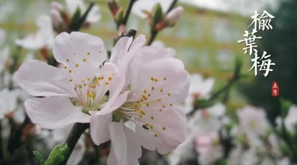 宁波江北重瓣榆叶梅花语是什么，爱情的俘虏