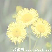 宁波江北六月菊的花语