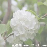 宁波江北琼花（蝴蝶花）的花语