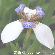 宁波江北白色鸢尾花的花语