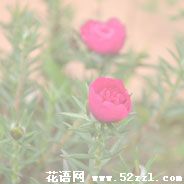 宁波江北半枝莲（韩信草）的花语