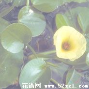 宁波江北萍逢草的花语