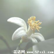 宁波江北柠檬花的花语