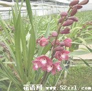 宁波江北大花蕙兰的花语