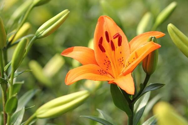 宁波江北百合花花语是什么，代表着美好的家庭和伟大的爱