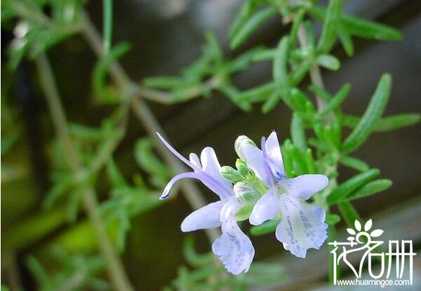 宁波江北迷迭香的花语是什么 留住美好的回忆