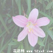 宁波江北韭菜兰的花语