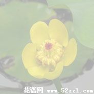 宁波江北萍蓬草的花语