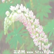 宁波江北鲁冰花（羽扇豆）的花语