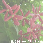 宁波江北使君子（留球子）的花语