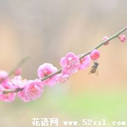 宁波江北梅花的花语