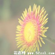 宁波江北白日菊的花语