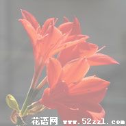 宁波江北火花兰的花语