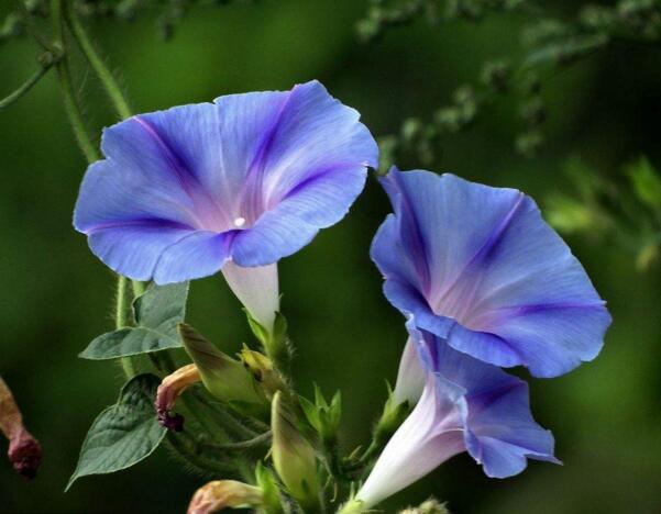 宁波江北牵牛花花语