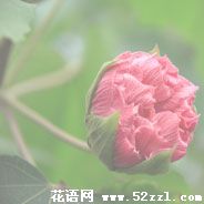 宁波江北芙蓉花的花语